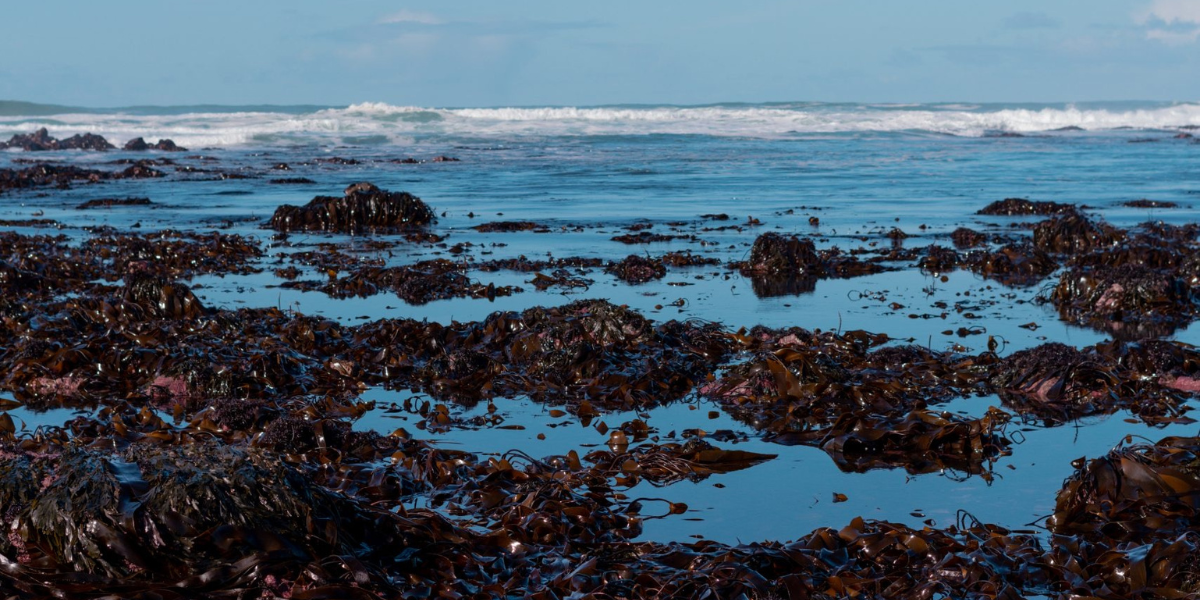 Irish Sea moss Vs St Lucian Sea moss - what are the differences?