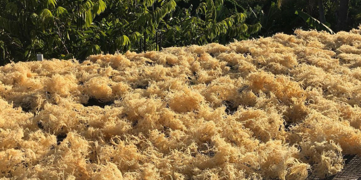 Real vs FAKE sea moss - what should you look out for?