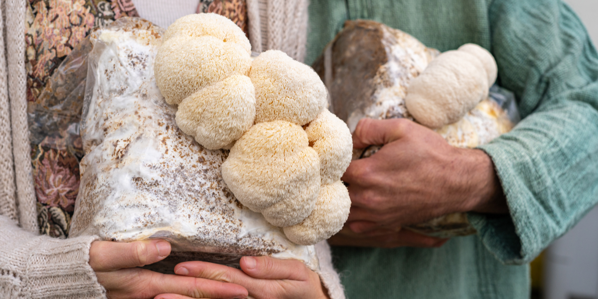 Lions Mane for Brain Health