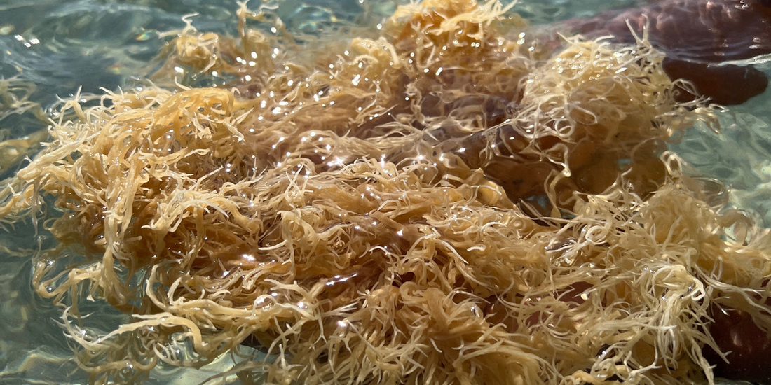 What's the deal with heavy metals and Sea moss ?