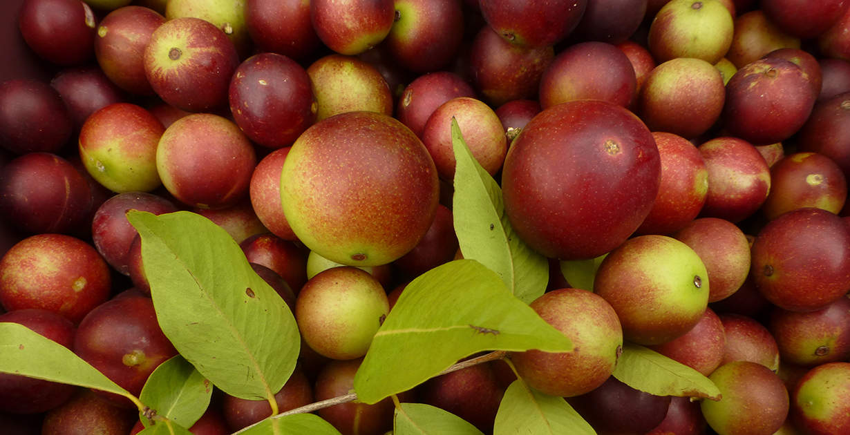 Can Camu Camu help you?