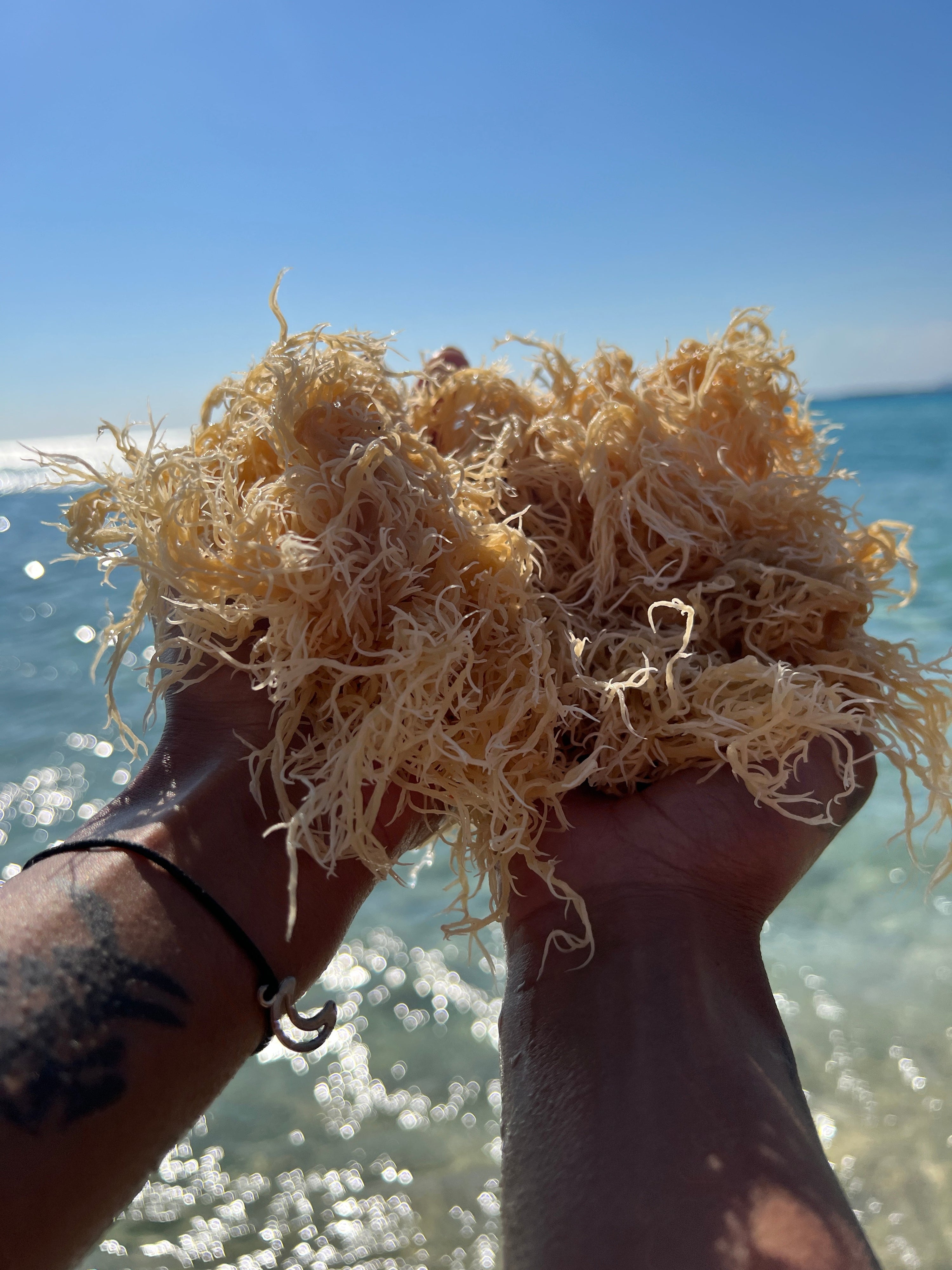 Benefits of Seamoss