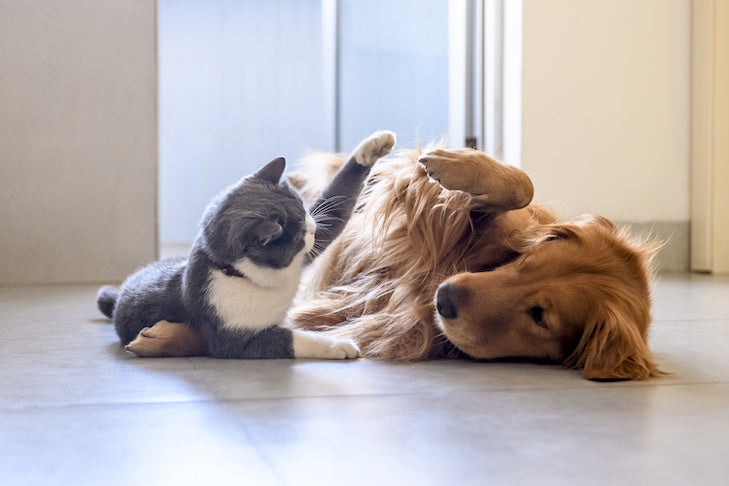 natural food for pets