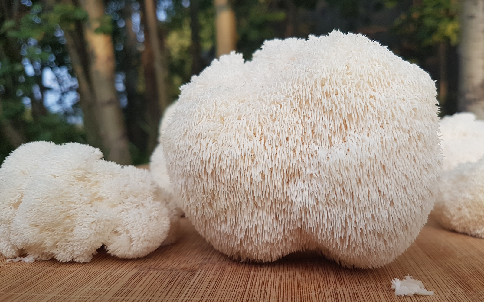 Lion’s Mane Powder
